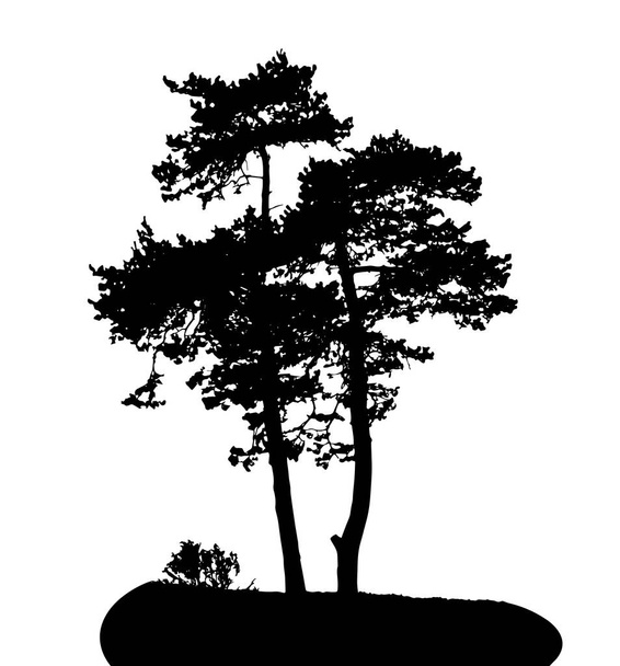 Baumsilhouette isoliert auf weißem Hintergrund - Vektor, Bild
