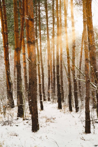Dromerige landschap met winter bos en felle zonnestralen - Foto, afbeelding