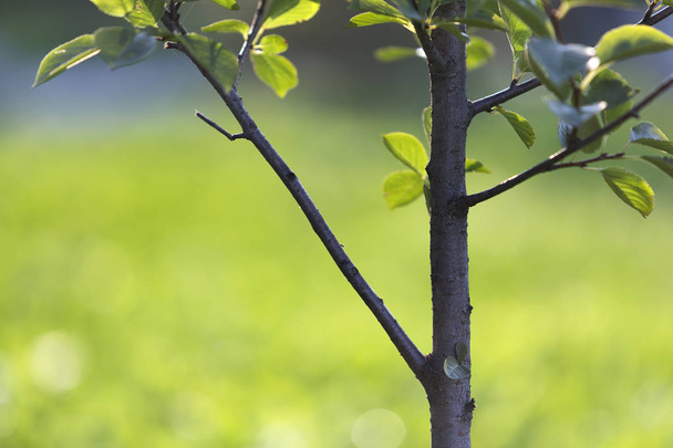 Close-up detail van geïsoleerde verlicht door zomerzon groeien alleen sterke fruitboom met groene bladeren op helder met gras begroeide groene blauwe zonnige zomer kopie ruimte achtergrond. Schoonheid van de natuur, tuinieren concept. - Foto, afbeelding