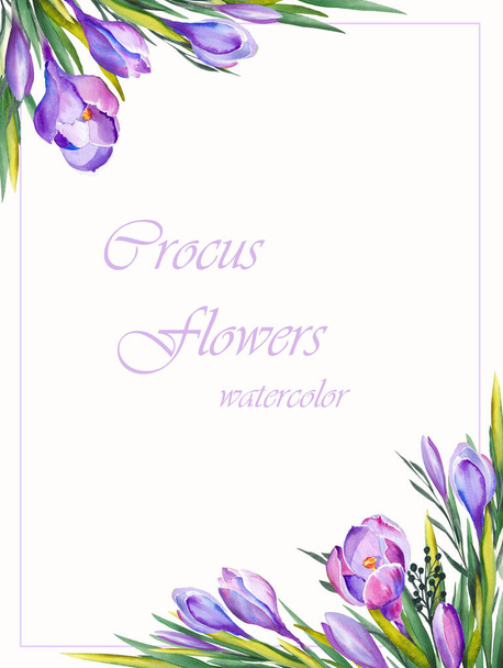 Watercolor square frame with purple crocus flowers. Hand drawn illustration on white background. - 写真・画像