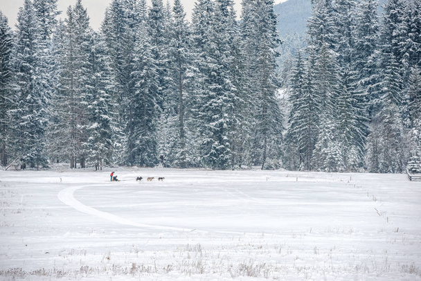 hondenslee tijdens het rijden in de winter landschap - Foto, afbeelding