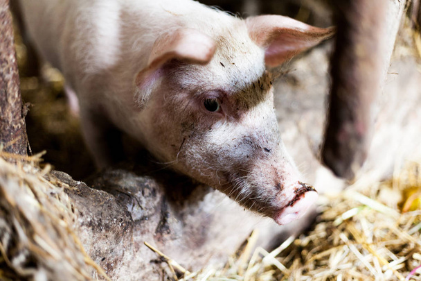 Pigglets in de schuur met stro op de grond. Voedsel productie concept afbeelding met varkens. Modderige varkens in het dorp.  - Foto, afbeelding