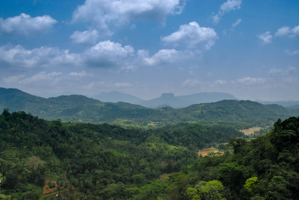 Forest in sri lanka - Photo, Image