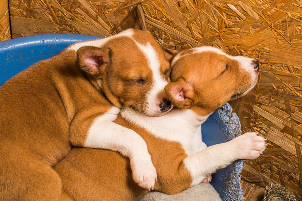 lustige kleine Babys zwei Basenji Welpen Hunde schlafen - Foto, Bild