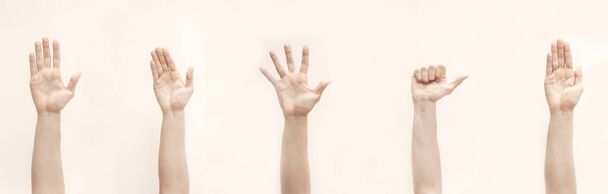 Levantó las manos, las palmas, los dedos sobre fondo blanco
 - Foto, Imagen