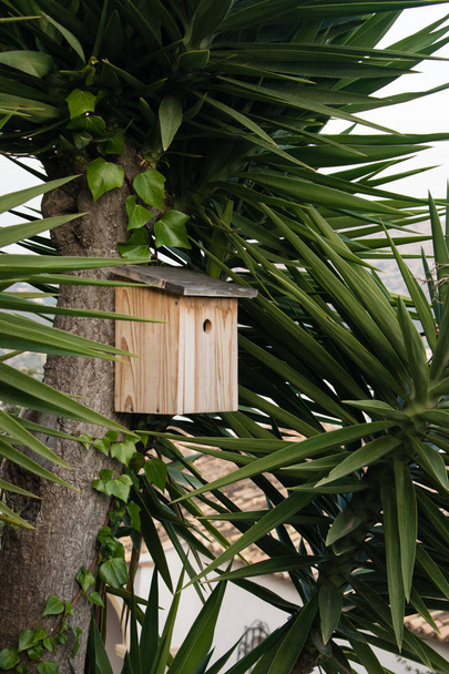 Vogelhuisje op palmboom, nesten vak in Spanje - Foto, afbeelding