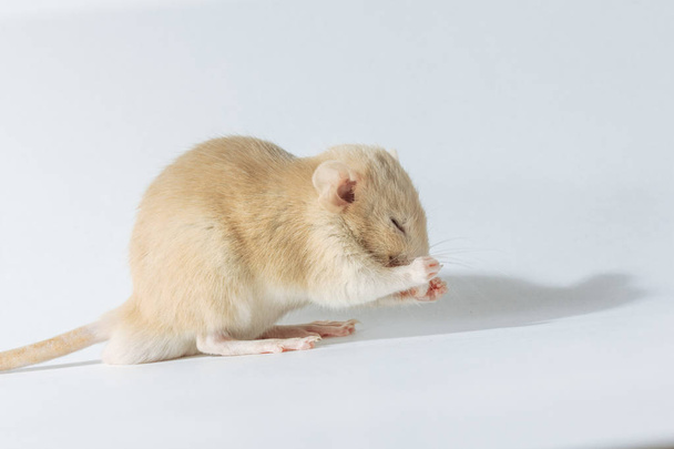 weiße Laborratten-Maus mit roten Augen auf weißem Hintergrund, Kopierraum - Foto, Bild