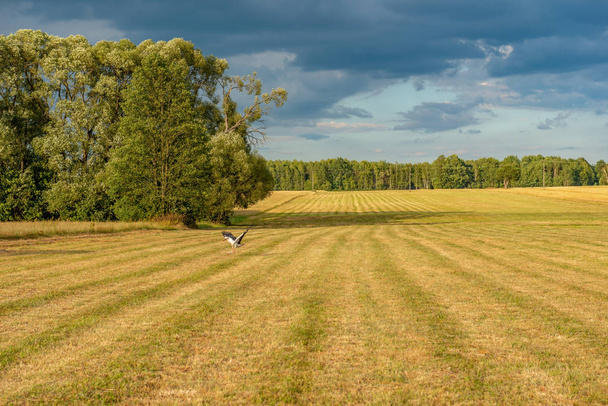 una cigüeña alimentándose en el prado - Foto, imagen