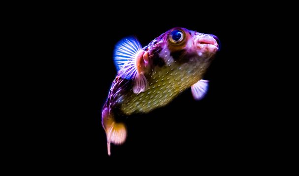 piegowata ryba jeżozwierza odizolowana na czarnym tle, zabawny zwierzak akwarium z tropikalnego oceanu - Zdjęcie, obraz