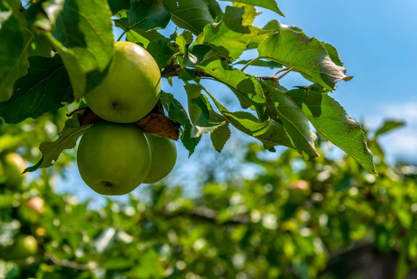 сочные, спелые яблоки на деревьях - Фото, изображение