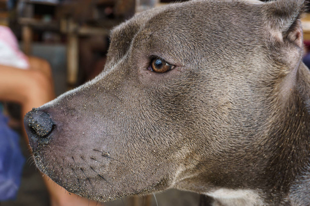 γκρο πλαν θέα γκρι σκύλος με τα λυπημένα μάτια - Φωτογραφία, εικόνα