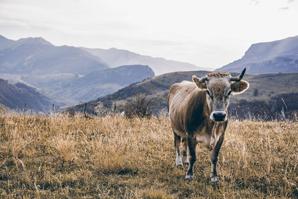 Happy cow grazing outdoor in autumn, Bosnia and Herzegovina. - Foto, immagini