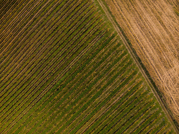 Patrón abstracto en viñedos, vista aérea del dron
. - Foto, Imagen