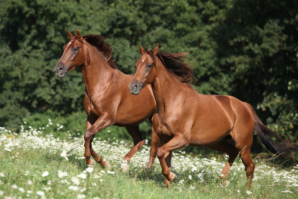Deux chevaux bruns courent
 - Photo, image
