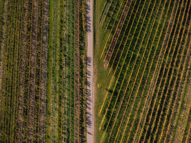 Üzüm bağları, kırsal yolda yukarıdan dron görünümü. - Fotoğraf, Görsel
