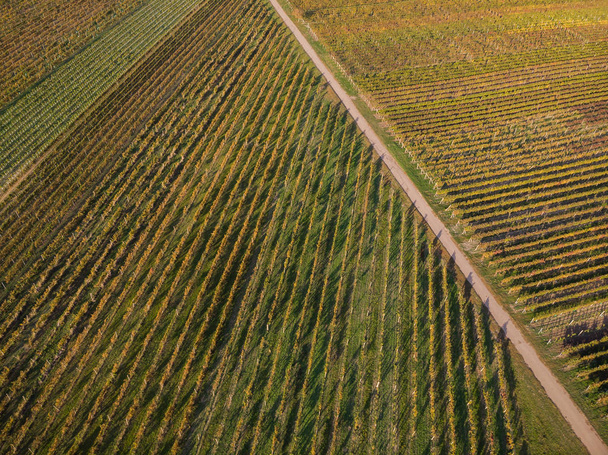 Countryside rural road in autumn vineyards, aerial drone from above. - Photo, Image