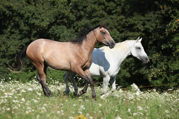 Две лошади бегут
 - Фото, изображение
