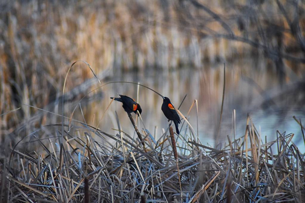 Red winged blackbird (Agelaius phoeniceus) close up in the wild in Colorado is a passerine bird of the family Icteridae found in most of North America and much of Central America. At Joshs Pond, Broomfield, Colorado. United States. - Photo, Image