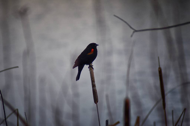 Czerwony skrzydlate blackbird (Agelaius phoeniceus) z bliska ten niespodziewany w Colorado jest gatunek ptaka z rodziny (Icteridae) większość Ameryki Północnej i Ameryki Środkowej. Na Joshs staw, Broomfield, Colorado. Stany Zjednoczone. - Zdjęcie, obraz