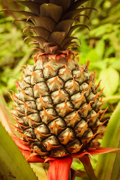 pineapple plant whit a green background - Photo, image