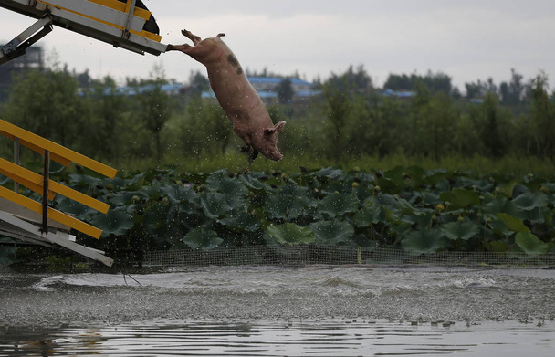 Ένα γουρούνι άλματα μακριά μια πλατφόρμα και βουτάει στο νερό κατά τη διάρκεια μια καθημερινή εκπαίδευση σε μια φάρμα χοίρων στο Sanjiazhai χωριό, Lixiang πόλη, πόλη Shenyang βορειοανατολικής Κίνας επαρχία Liaoning, 17 Αυγούστου 2017 - Φωτογραφία, εικόνα