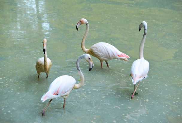 Kirli göl su pembe flamingo akın - Fotoğraf, Görsel