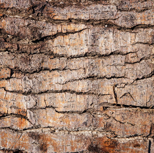 corteza de textura de árbol - Foto, imagen