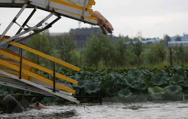 A pig jumps off a platform and dives into the water during a daily training at a pig farm in Sanjiazhai village, Lixiang town, Shenyang city, northeast China's Liaoning province, 17 August 2017 - Photo, Image