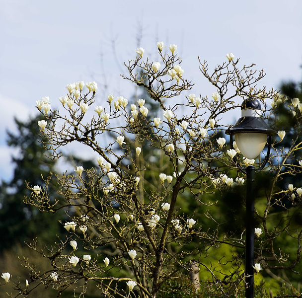 Spring - Photo, Image
