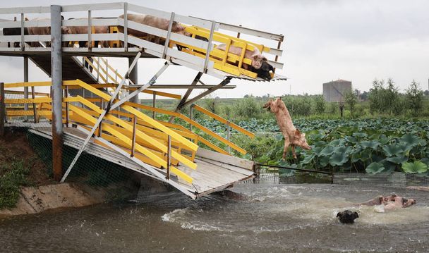 Egy sertés ugrik ki egy platform, lemerül a víz alatt egy napi képzés egy sertéstelep, Sanjiazhai village, Lixiang town, Shenyang város, Észak-kínai Liaoning tartományban, 2017. augusztus 17. - Fotó, kép