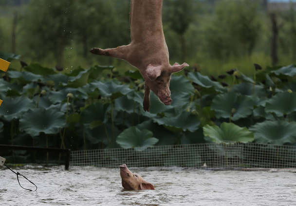 Bir domuz bir platformdan atlar ve Sanjiazhai Köyü, Lixiang kasaba, Shenyang şehri, Kuzeydoğu Çin'in Liaoning eyaleti, 17 Ağustos 2017 bir domuz çiftliğinde bir günlük eğitim sırasında suya dalış - Fotoğraf, Görsel