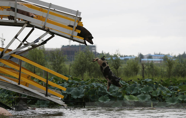 Свиня стрибає з платформи і пірнає у воді під час Щоденні тренування в свинокомплексу в с. Sanjiazhai, Lixiang місто, Shenyang місто північно-східному Китаї провінції Ляонін, 17 серпня 2017 - Фото, зображення