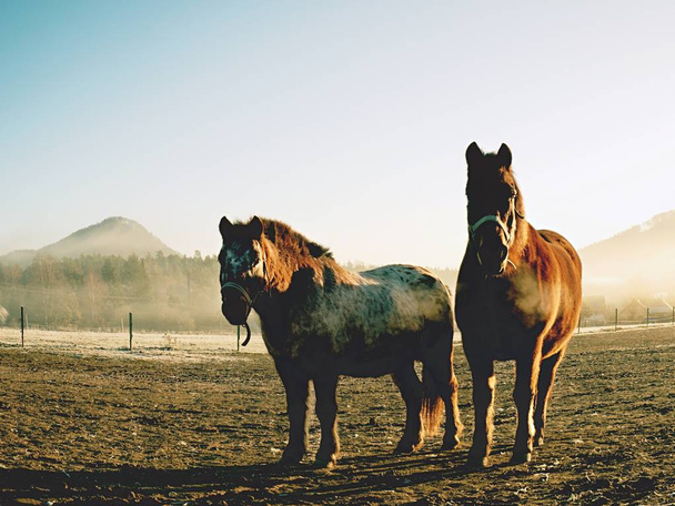 古い国内馬牧場のパドックで。秋の牧草地の泥の馬、背景の霧の朝 - 写真・画像