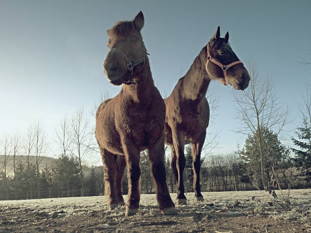 Oude binnenlandse paarden in ranch paddock. Modderige paarden in herfst weiland, mistige ochtend in achtergrond - Foto, afbeelding
