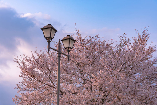 Luz de rua com flores de cerejeira, Japão.As flores de cerejeira começarão a florescer em torno do final de março em Tóquio, Muitos visitantes do Japão escolhem viajar na temporada de flores de cerejeira.
. - Foto, Imagem