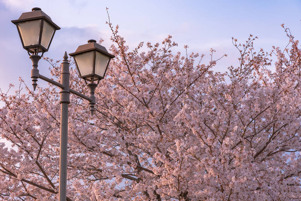 Luz de calle con flores de cerezo, Japón. flores de cerezo comenzará a florecer alrededor de finales de marzo en Tokio, Muchos visitantes a Japón eligen viajar en la temporada de flores de cerezo
. - Foto, imagen