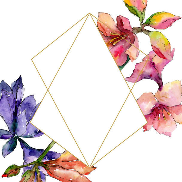 Floral βοτανικό λουλούδι amaryllis ροζ και μοβ. Ακουαρέλα φόντο εικόνα σύνολο. Πλαίσιο συνόρων στολίδι τετράγωνο. - Φωτογραφία, εικόνα