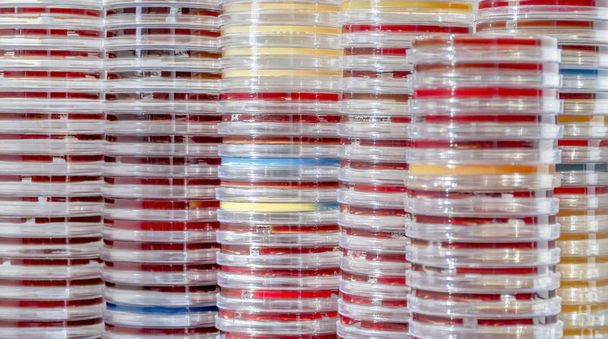 full frame abstract shot showing lots of stacked petri dishes filled with colorful agar growth medium - Photo, Image