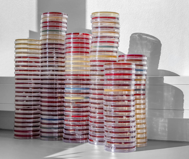 lots of stacked petri dishes filled with colorful agar growth medium - Photo, Image