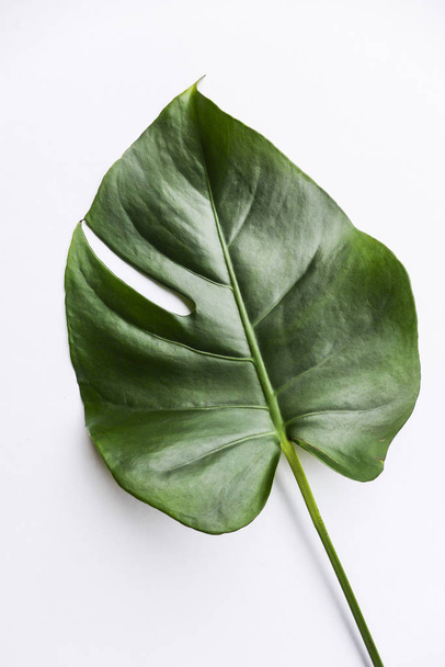 Big green leaf for flower arrangement. Monstera leaf. Popular choice of florist using exotic jungle plant leaf - Photo, image
