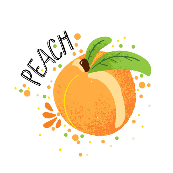 Vector hand draw peach illustration. Orange ripe peaches with juice splash isolated on white background. Textured peach with splashes, juice tropical fruit with word Peach on top. Fresh silhouette - Vector, imagen