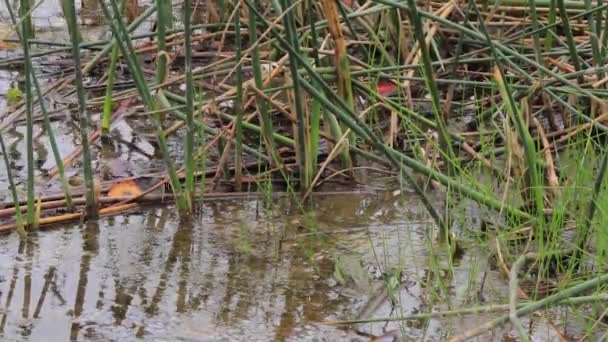 duża żaba ukrywa się w trzciny nad jeziorem - Materiał filmowy, wideo