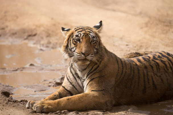  Indian tiger lying  in Bandhavgarh National Park  - Foto, Bild
