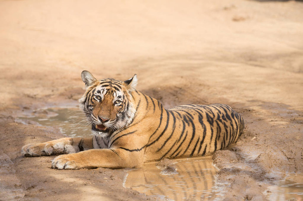  Indian tiger lying  in Bandhavgarh National Park  - Foto, Bild