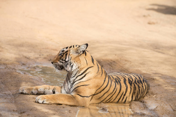  Indian tiger lying  in Bandhavgarh National Park  - Фото, зображення