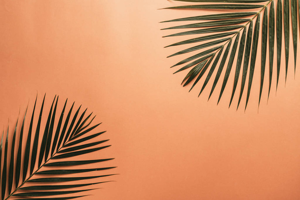 Tropical palm leaves on color background with copy space - Фото, зображення