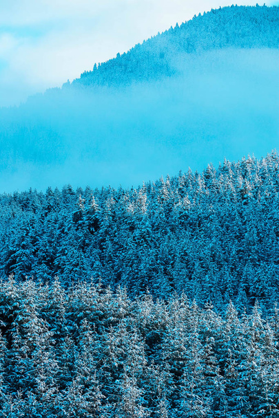 Beautiful foggy mystic mountains. Fog clouds at the pine tree mystical woods. Pine forest covered with snow, winter alpine landscape. - Foto, imagen