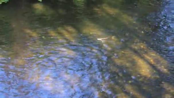 Lachskadaver treibt langsam Fluss hinunter - Filmmaterial, Video