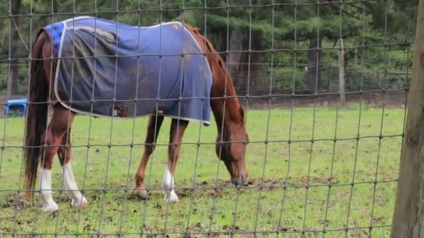καφετί άλογο για την πράσινη χλόη βόσκηση το καλοκαίρι - Πλάνα, βίντεο