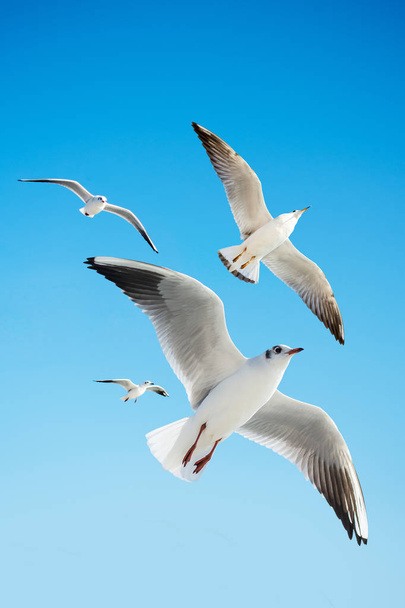 Seagulls are  flying in sky as a background - Photo, Image